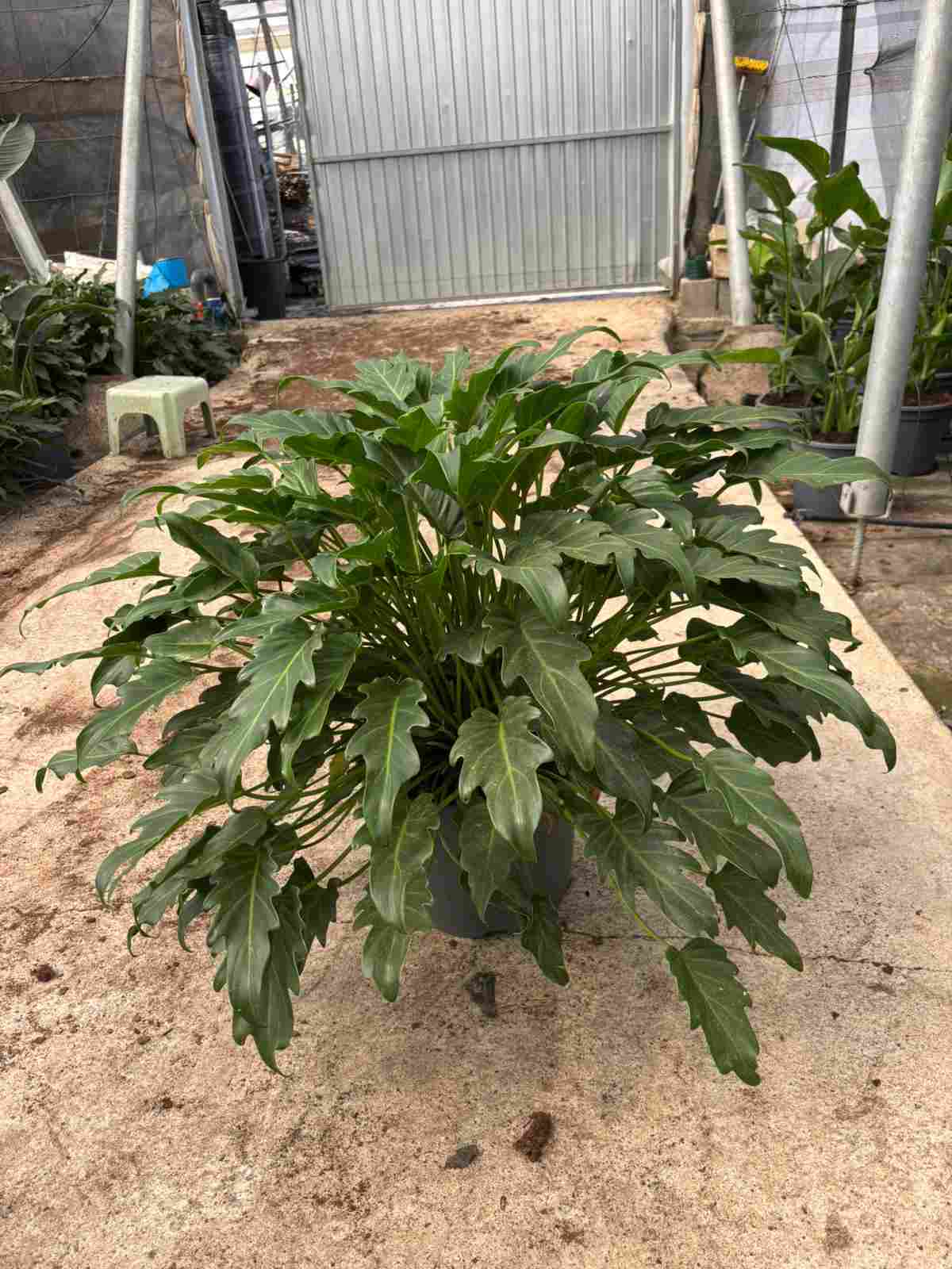 PHILODENDRO XANADU C 30